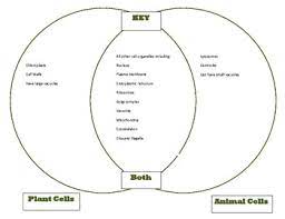 Plant and animal cell worksheets. Venn Diagram Plant Animal Cells Comparison Cells Unit Part 1 Key