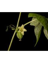 Image result for Diplocyclos palmatus