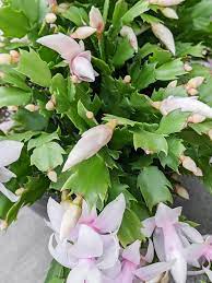 Holiday Cactus Care Detailed Guide To Grow An Old Favorite Cactus Care Holiday Cactus Fertilizer For Plants