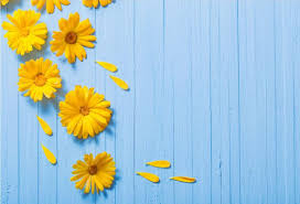 Hd wallpapers and background images. Gambar Background Bunga Cantik Hd 09 Jasa Desain Grafis Online Terbaik