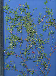 Image result for Indigastrum costatum