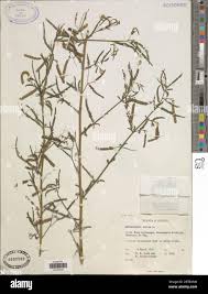 Image result for Aeschynomene schimperi