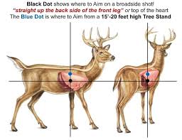 Where To Aim Broadside Shot Page 7 Whitetail Deer Hunting Bow Hunting Tips Hunting Tips