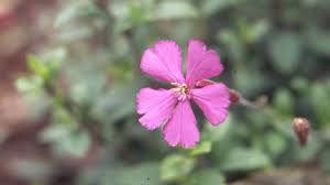 Image result for Silene kiwuensis