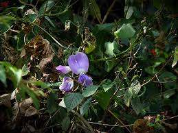 Image result for Sphenostylis