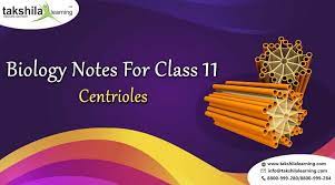 Describe Centrioles Its Structure And Functions Biology Notes For Class 11 Biology Notes Structure And Function Biology