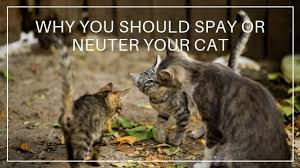 .they will stop spraying after being neutered but my cat still sprays and he is neutered.another answerit depends on when the cat was neutered. Cat Care Why You Should Spay Or Neuter Your Cat