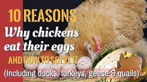 Why Chickens Eat Their Own Eggs And How To Stop Chickens Ducks And Geese From Eating Their Eggs Best Farming Tips