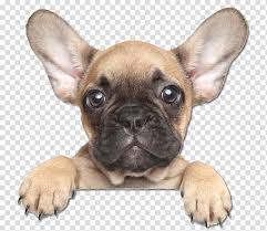Tan French Bulldog Puppy French Bulldog The Puppy Training Handbook How To Raise The Dog Of Your Dreams Australian Shepherd French Bulldog Face Transparent Background Png Clipart Hiclipart