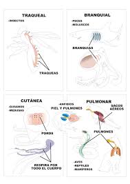 Los pulmones de reptiles y aves cuaderno de cultura cientifica : La Respiracion En Los Animales Plagda Infantil