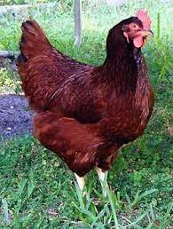 Download rhode island red chickens images and photos. Best Chicken Breeds For Egg Laying The Most Reliable Egg Producers Rhode Island Red Chickens Laying Chickens Breeds Chicken Breeds For Eggs