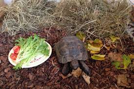 Wann können sie einen handwerker zu mir schicken, um die heizung zu reparieren? Winterschlaf Fur Schildkroten Radio Tirol