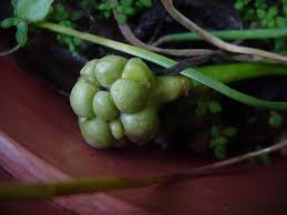 Image result for Ammocharis baumii