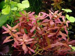 Image result for Nesaea