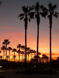 Find the best deals for california palm trees. California Tumblr Background For Free Wallpaper California Palm Trees Sunset 1280x1707 Download Hd Wallpaper Wallpapertip