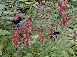 Image result for Lobelia minutula