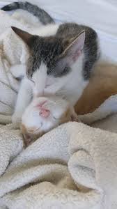 Spirit lake town & country. All Pets Animal Clinic Home Facebook