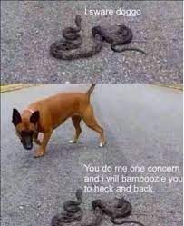 I Ll Bamboozle You Doggo Stop It Son You Are Doing Me A Frighten Know Your Meme