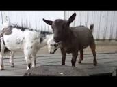 Cute goats frolicking and having fun - YouTube