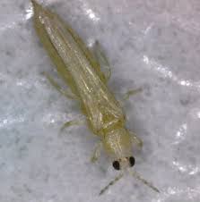 Image result for Onion Thrips