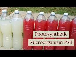 Maybe you would like to learn more about one of these? How To Do Photosynthetic Microorganisms Psb Liquit Fertilizer Youtube Microorganisms Bacteria Fertilizer