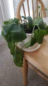Maybe you would like to learn more about one of these? Pothos Help The Sill Forum