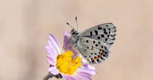 Image result for Smithia erubescens