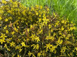 Image result for Lysimachia