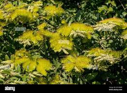 Image result for Combretaceae