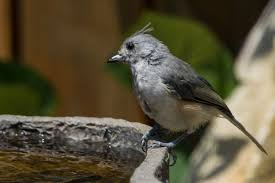 Backyard Birds Of East Texas Titmouse Backyard Birdbath Austin Texas Nikon D5300 600mm 1 2000sec F 6 3 Iso 400 Nature Photos Titmouse Backyard