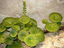 Image result for Umbilicus botryoides