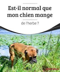 Est Il Normal Que Mon Chien Mange De L Herbe Si Nous Possedons Un Jardin Ou Que Nous Emmenons Notre Animal Dans Un Parc Nou Chien Education Canine Toutous