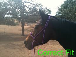 Bit And Bridle Clothing Size Chart Simple Bitless Rope Bridle Hackamore Riding Halter Diy Etsy Rope Bridle Bitless Bridle Bridle