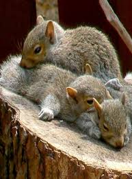 Baby Squirrels Sleeping Cute Squirrel Animals Beautiful Baby Squirrel