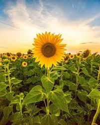 Sunflowers come in a wide assortment of sizes. Amazon Com Sunflower Seeds For Planting To Plant Mammoth Sunflower Seeds Packet Of About 100 Flower Seeds Garden Outdoor