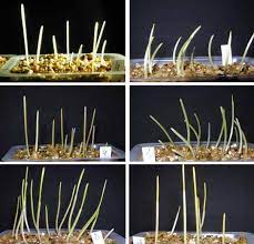 Maybe you would like to learn more about one of these? La Morphogenese Vegetale Action Dirigee Des Facteurs De L Environnement Planet Vie