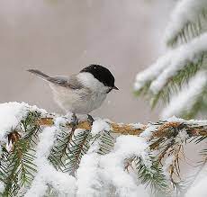 They're easy to recognize by their crisp (though extremely variable) markings and the bright white tail feathers they habitually flash in flight. Pin On Beauty In Creation