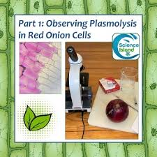Osmosis is very important for the plants to be able to absorb water from the soil and thus survive. Osmosis Lab Observing The Effects Of Osmosis In Plant Cells By Science Island