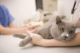If you're searching vet near me and own a cat, you likely believe that a purring cat is a happy cat. Tips For Taking Your Cat To The Veterinarian Figo Pet Insurance