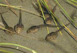 Tadpoles need clean, dechlorinated water. Kaulquappen Tadpole 3 Kaulquappen Amphibien Frosch