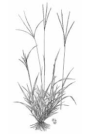 Image result for Digitaria complanata