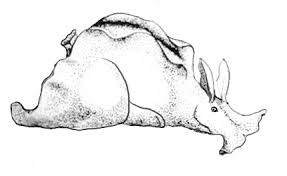 Aplysia vaccaria, also known as the black sea hare and california black sea hare, is a species of extremely large sea slug, a marine, opisthobranch, gastropod mollusk in the family aplysiidae. Bhl And Our Users Dr Thomas Carefoot Sea Hares Biodiversity Heritage Library