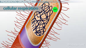 Cellular respiration is a set of metabolic reactions and processes that take place in the cells of anaerobic respiration occurs in the absence of oxygen. Does Aerobic Cellular Respiration Happen In Prokaryotic Organisms Video Lesson Transcript Study Com