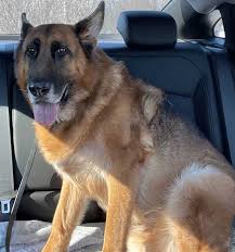 Our dogs are selectively bred for health beautiful female german shepherd mix born december 20, 2020. Testimonials From The Family Of Mittelwest German Shepherds Clients