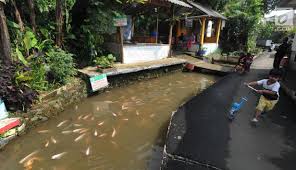 Selain itu rasa ikan justru dalam budidaya ikan air tawar anda juga harus membatasi pemberian pakan. Foto Dulu Kotor Selokan Air Ini Diubah Jadi Kolam Ikan Regional Liputan6 Com