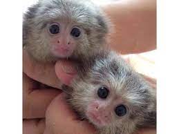 Gorgeous Baby Marmoset Monkeys For Adoption - 909-296-7704 - Animals - Pleasanton - Texas - Announcement Marmoset Monkey Cute Baby Animals Cute Baby Monkey
