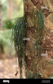 Image result for Vittaria