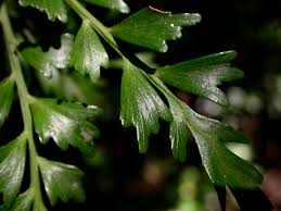 Image result for Phyllocladus trichomanoides