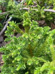 Image result for Cryptomeria