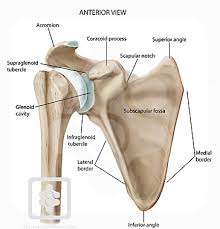 These images are a random sampling from a bing search on the term shoulder anatomy. click on the image (or right click) to open the source website in a new browser window. Bones Joints Of The Shoulder Shoulderdoc